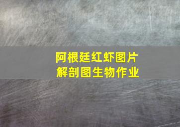 阿根廷红虾图片 解剖图生物作业